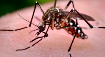 Tecnologia usada por Goiás no monitoramento do Aedes é referência nacional